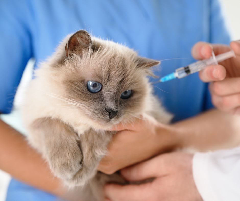 Paid leave for sick pets_Time Harmony blog